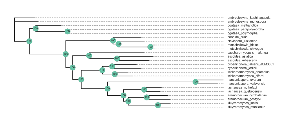 ../_images/yeast24_supermatrix_tree_render.protein.png